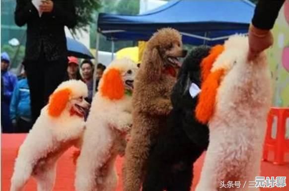 萌宠射击大乱斗"难道不是你的下一款必备射击手游吗? 萌宠射击大乱斗"难道不是你的下一款必备射击手游吗?