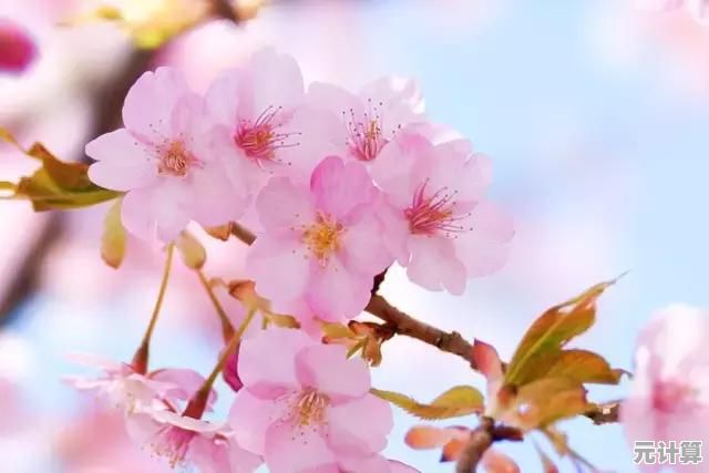 还在寻找浪漫邂逅？樱花恋爱手册》带你探索心动瞬间！