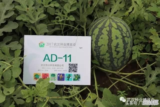 昂达平板安装Windows 11指南:从操作步骤到故障排除一应俱全 昂达平板安装Windows 11指南:从操作步骤到故障排除一应俱全