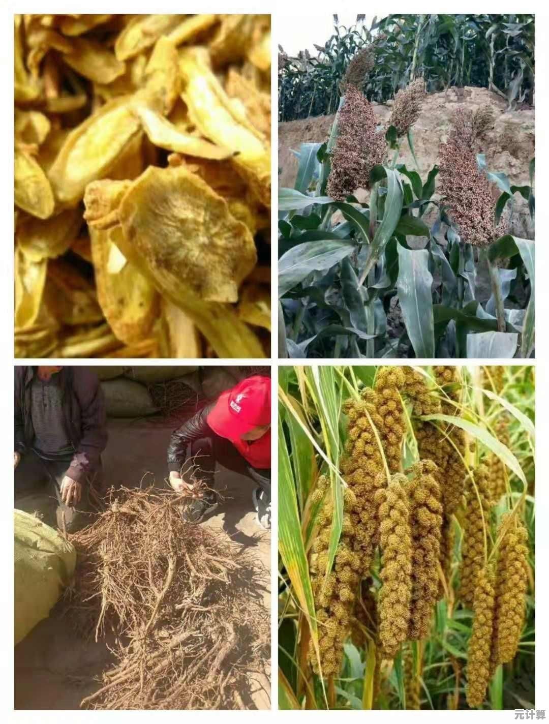 苹果全知道:追溯起源、解读品种特性与营养健康益处 苹果全知道:追溯起源、解读品种特性与营养健康益处