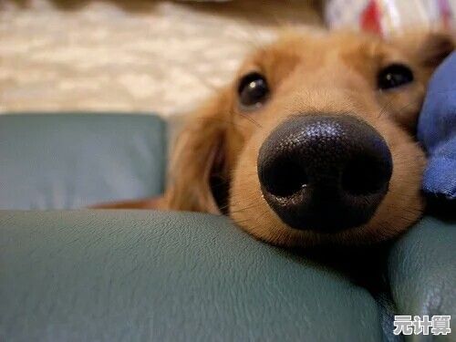 狗狗养成太无聊？你确定不试试晴天小狗2百度版？