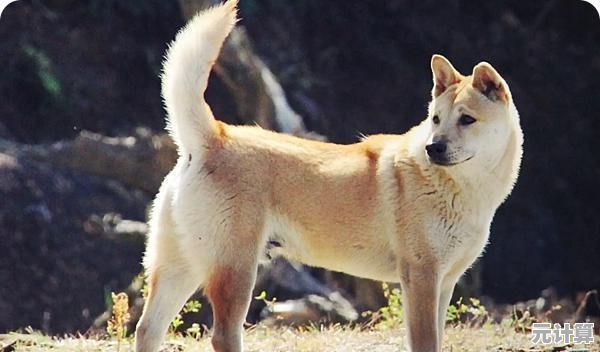 最强土狗"的手绘风职业冒险如此有趣，真的不试试看？