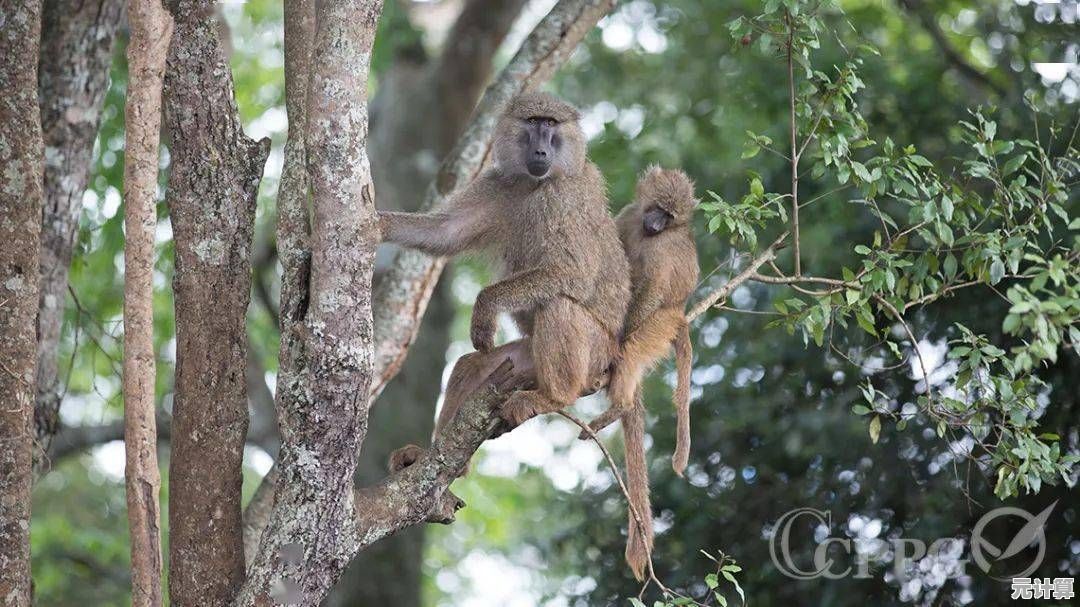 想在《我的奇幻家园》中与可爱狒狒并肩战斗、自由穿梭奇幻世界吗? 想在《我的奇幻家园》中与可爱狒狒并肩战斗、自由穿梭奇幻世界吗?