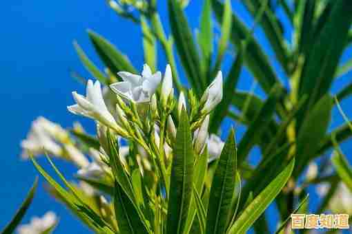 免费获取《植物大战僵尸2》正版激活码，限时福利速来参与！