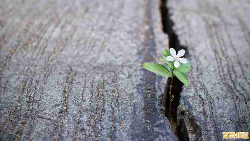 探索ACPU极限性能：最新天梯图揭秘硬件强者之争！