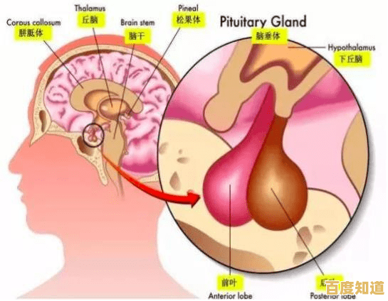 人体内脏器官结构解析：透视复杂系统，理解生理运作的内在奥秘