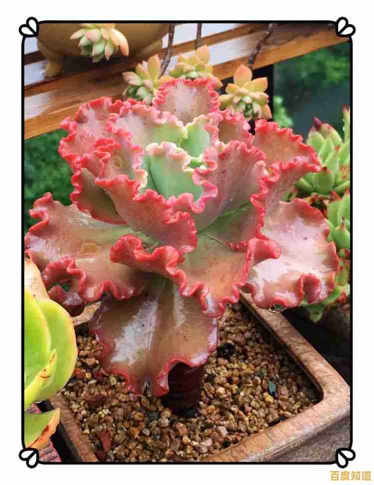 想要体验视觉盛宴？魔法装扮明星舞会》等你来挑战！