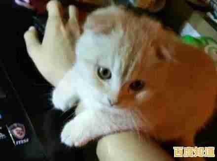 厌倦了复杂游戏？冒险猫正版》的简约画风不正是你的最爱吗？