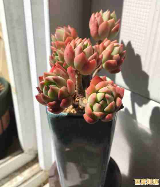 解锁新玩法有多爽?植物大战僵尸无敌版》丰富关卡来袭,你的战术能通关吗? 解锁新玩法有多爽?植物大战僵尸无敌版》丰富关卡来袭,你的战术能通关吗?