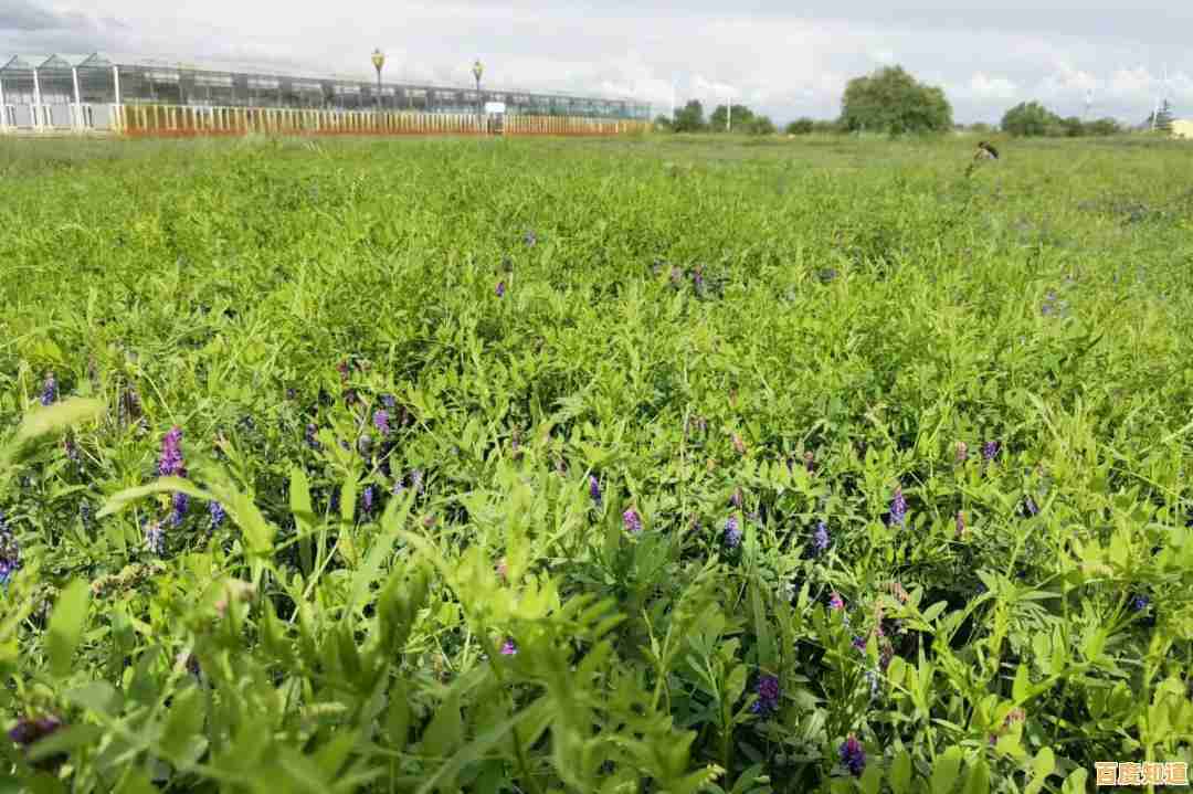 割草也能竞技？牧场割草模拟器》邀你征服对手赢金币！