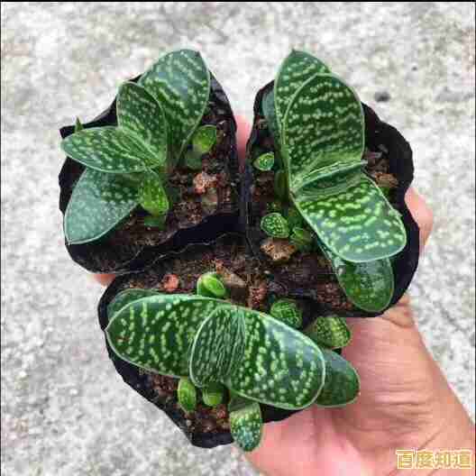 厌倦了单调游戏?创造世界》的千种素材与多人冒险不试试吗? 厌倦了单调游戏?创造世界》的千种素材与多人冒险不试试吗?