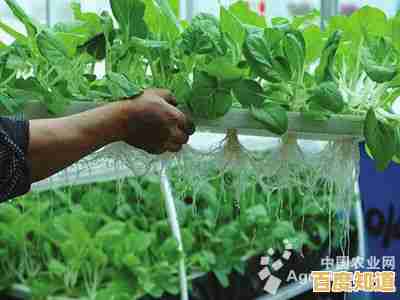 【qq农场论坛】分享高效种植技巧，探讨农业科技应用与创新