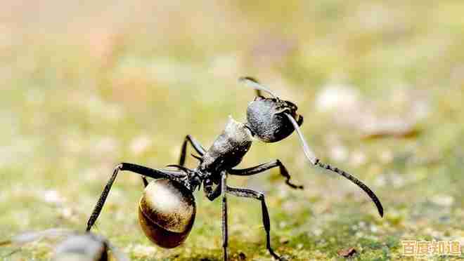 如何让渺小蚂蚁在危机四伏的世界崛起?小小蚁国37版》用智慧书写蚁国传奇! 如何让渺小蚂蚁在危机四伏的世界崛起?小小蚁国37版》用智慧书写蚁国传奇!