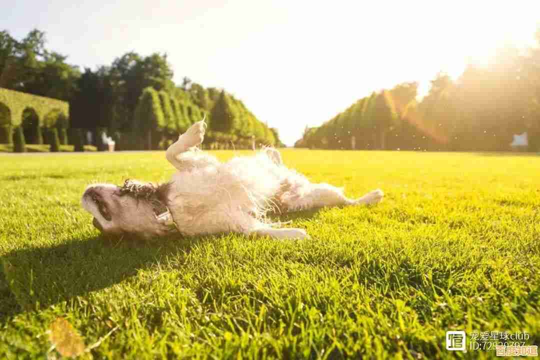 厌倦了人类生活？试试《狗的生存(DogSurvivalSimulator)和狗狗朋友们晒太阳不香吗？