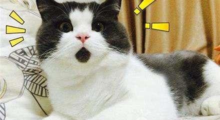 谁说养成游戏只能单调？我的萌宠进化日记》带你的猫咖萌宠去海边度假，不来试试吗？