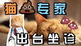 谁不想招募猫小弟、大战黑帮？社会我猫哥》等你来玩！